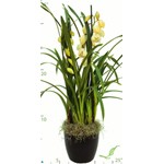 Cymbidium