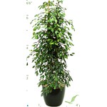 Ficus Benjemina