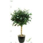 Ficus Braid