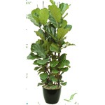 Ficus Lyrata