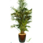 Kentia Palm