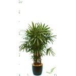 Rhapis Palm