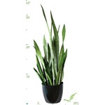 Sanseveria