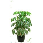 Schefflera