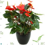 anthurium