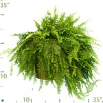 boston fern