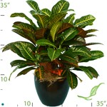 croton