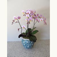Orchid Installations