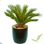 sago palm