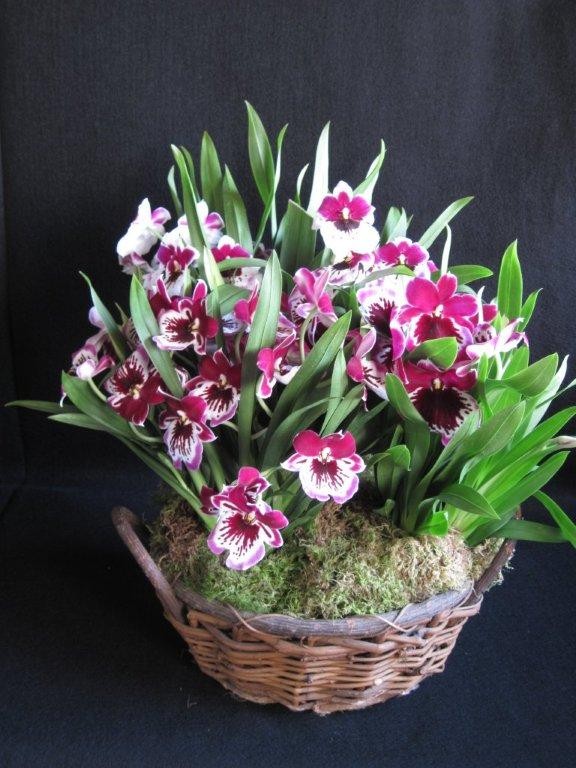Orchid Basket Plants and Flowers Ltd