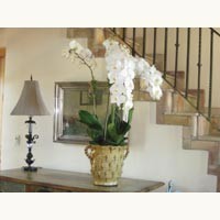 Orchid Installations